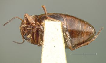 Media type: image;   Entomology 6027 Aspect: habitus ventral view